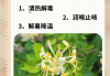 金銀花的作用與功效有哪些金銀花的作用與功效有哪些好處