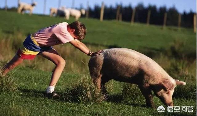 人的腸子和豬的腸子是不是類似<strong>腸道</strong>？為什么？