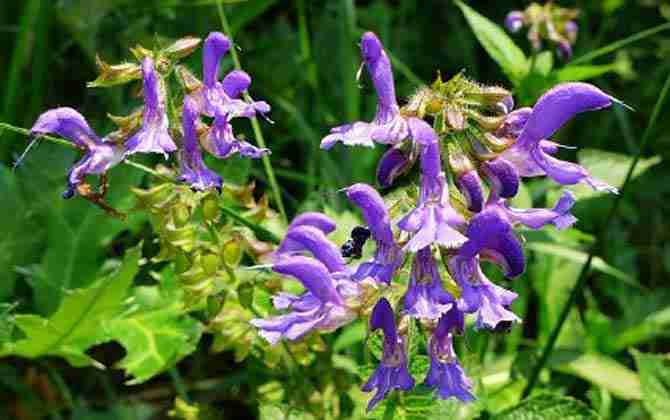 丹參的功效與作用丹參