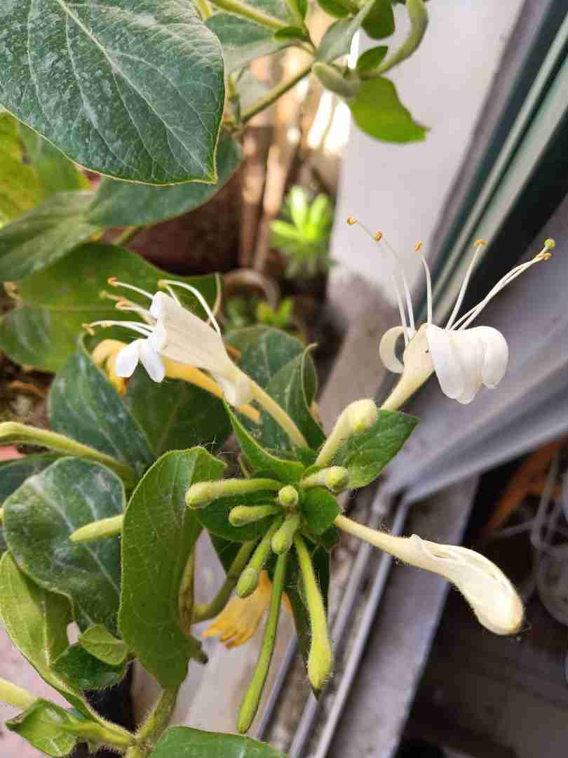 金銀花的主要產(chǎn)地是哪里金銀花的產(chǎn)地是